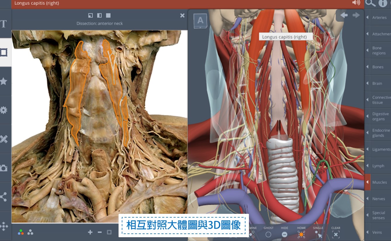 Primal Pictures Anatomy資料庫-相互對照大體圖與3D圖像
