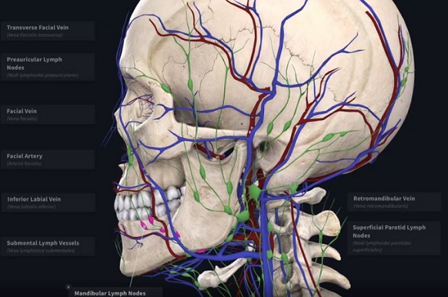 Complete Anatomy 3D